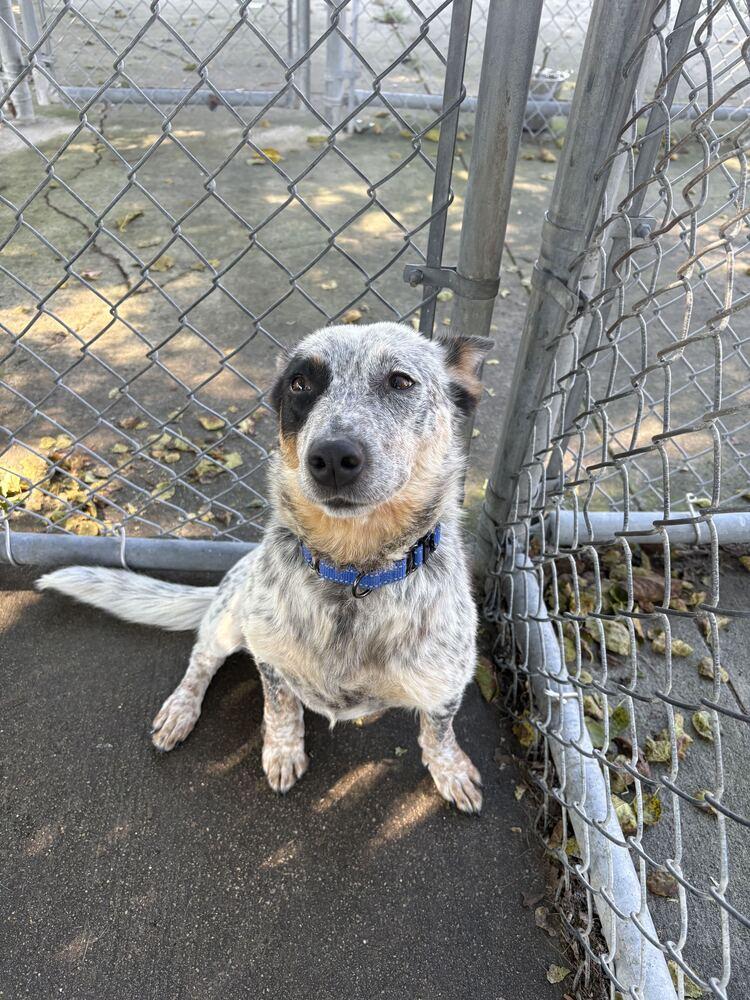 Enlarge Emma, a Adoptable mixed breed in Bowling Green, OH image 3/3