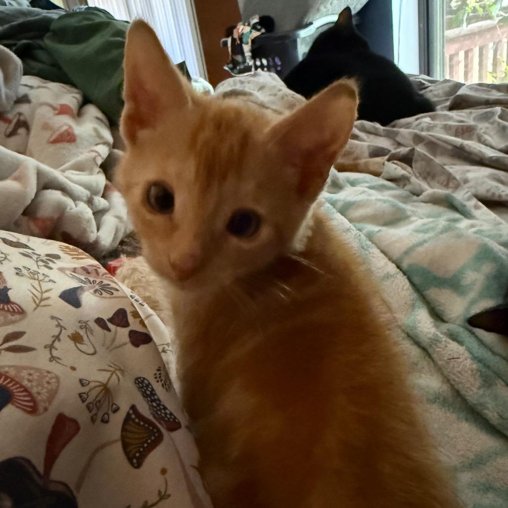 Tango, Adoptable, Kitten Male Domestic Short Hair.