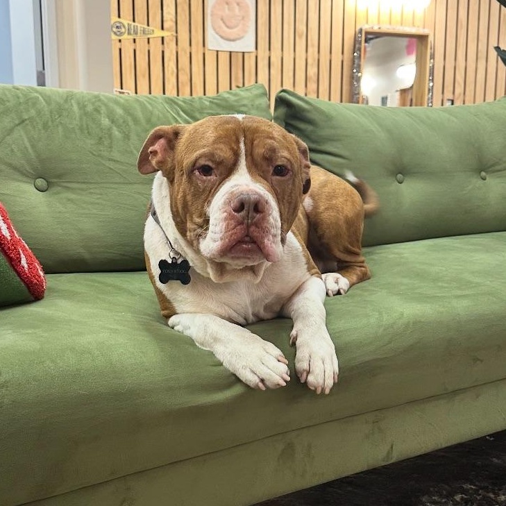 Enlarge Chuck, a Adoptable mixed breed in Buffalo, NY image 1/5
