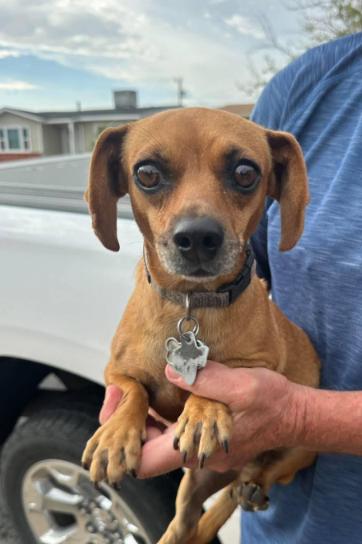 Enlarge Oakley in TX, a Adoptable mixed breed in Cranston, RI image 1/3
