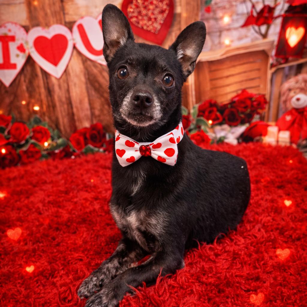 Enlarge Raffe, a Adoptable mixed breed in Binghamton, NY image 1/5