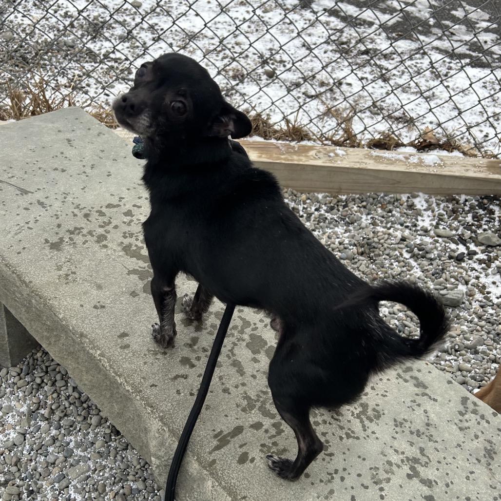 Enlarge Raffe, a Adoptable mixed breed in Binghamton, NY image 3/5