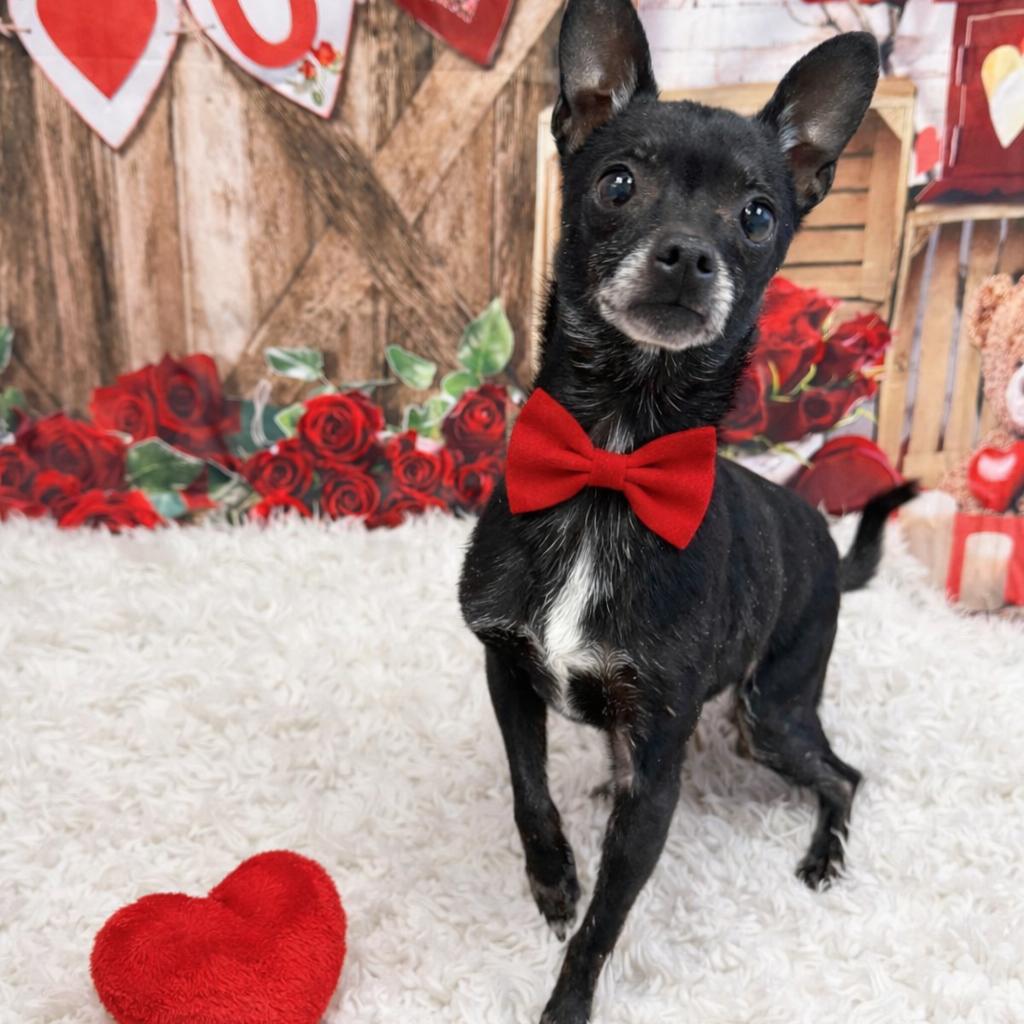 Enlarge Raffe, a Adoptable mixed breed in Binghamton, NY image 4/5