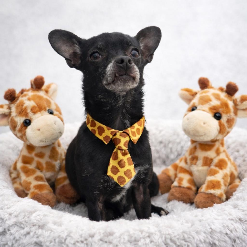 Enlarge Raffe, a Adoptable mixed breed in Binghamton, NY image 5/5