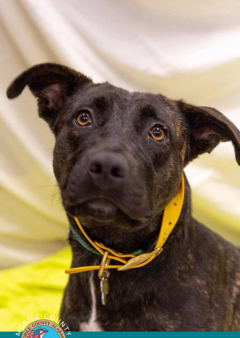 Enlarge Missy, a Adoptable mixed breed in Cumberland, RI image 4/5