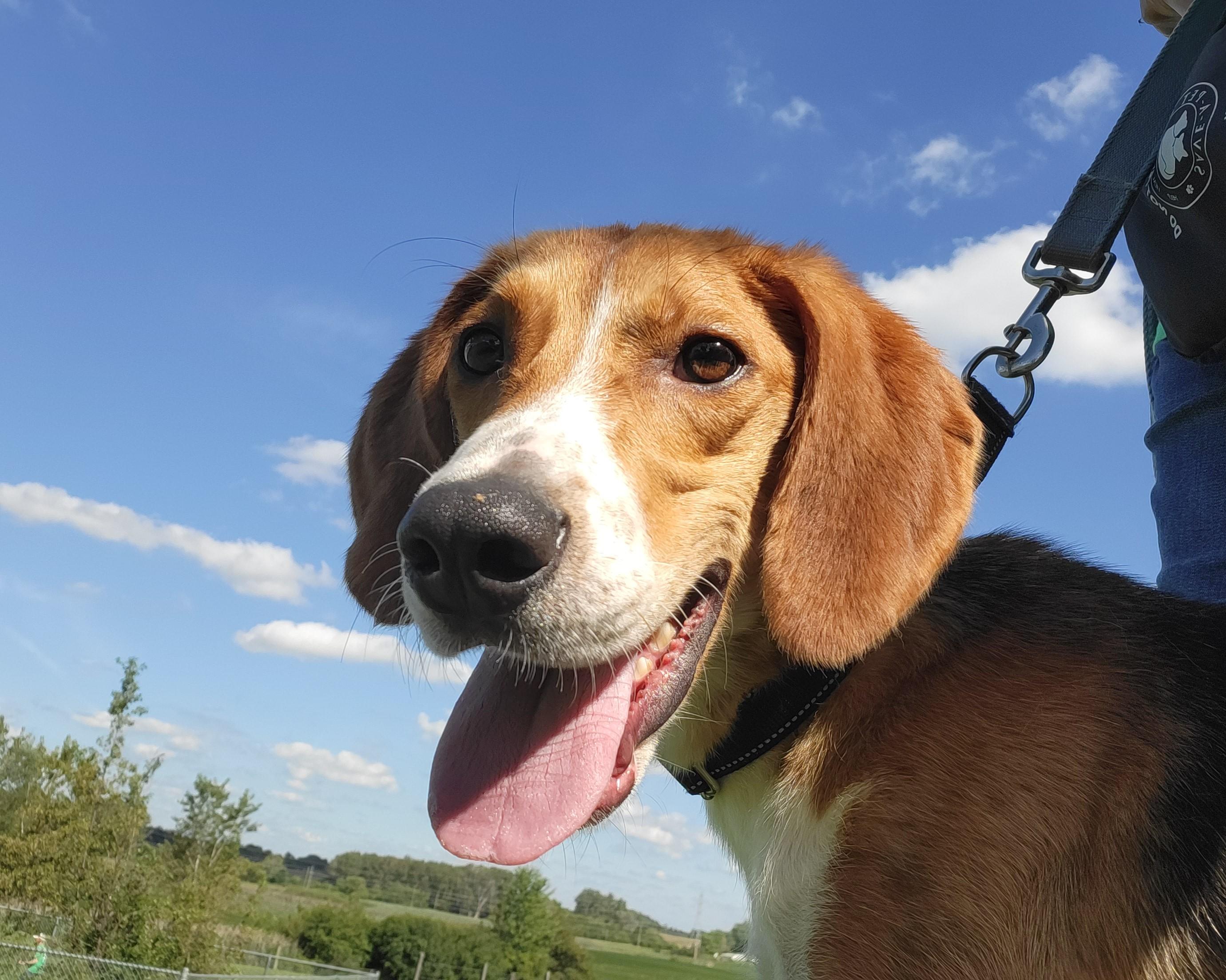 Enlarge Neptune, a Adoptable mixed breed in Grayslake, IL image 4/6