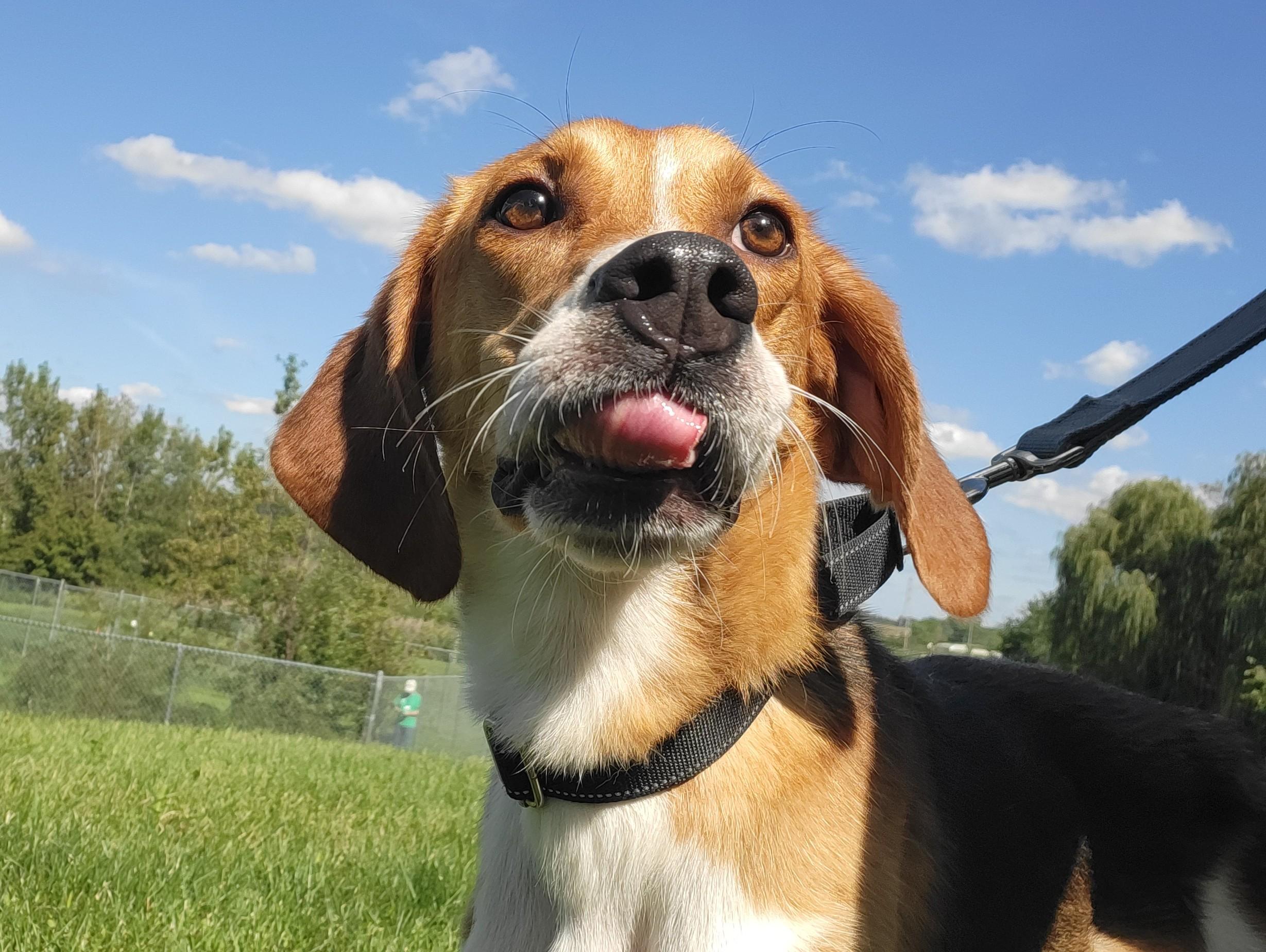 Enlarge Neptune, a Adoptable mixed breed in Grayslake, IL image 2/6