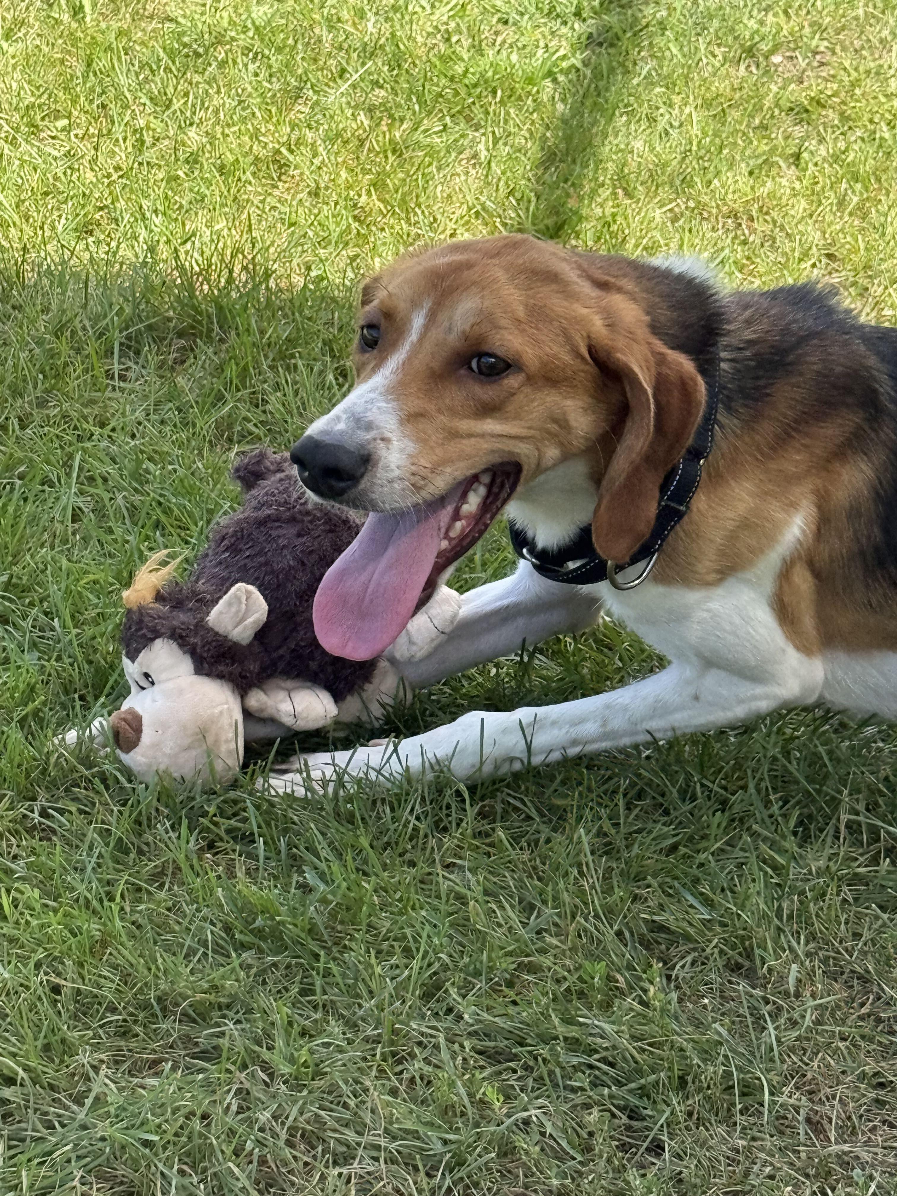 Enlarge Neptune, a Adoptable mixed breed in Grayslake, IL image 6/6