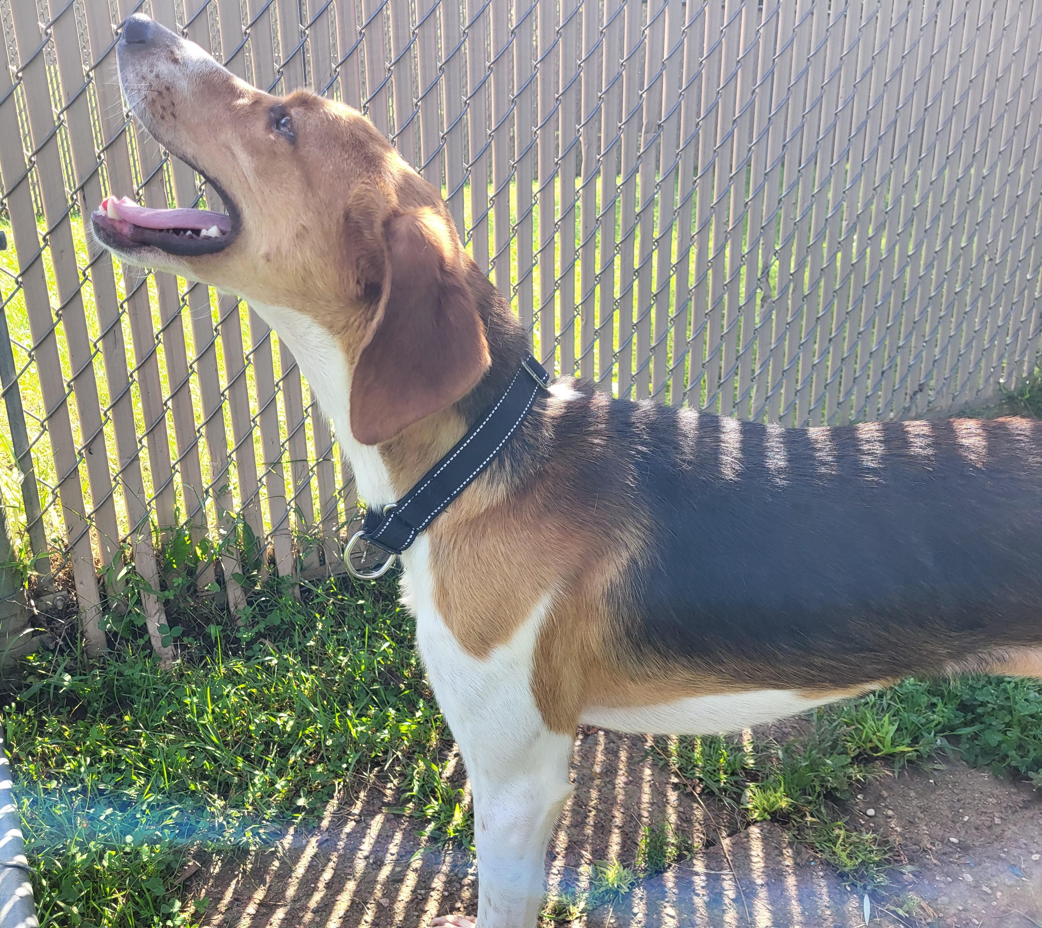 Enlarge Neptune, a Adoptable mixed breed in Grayslake, IL image 3/6