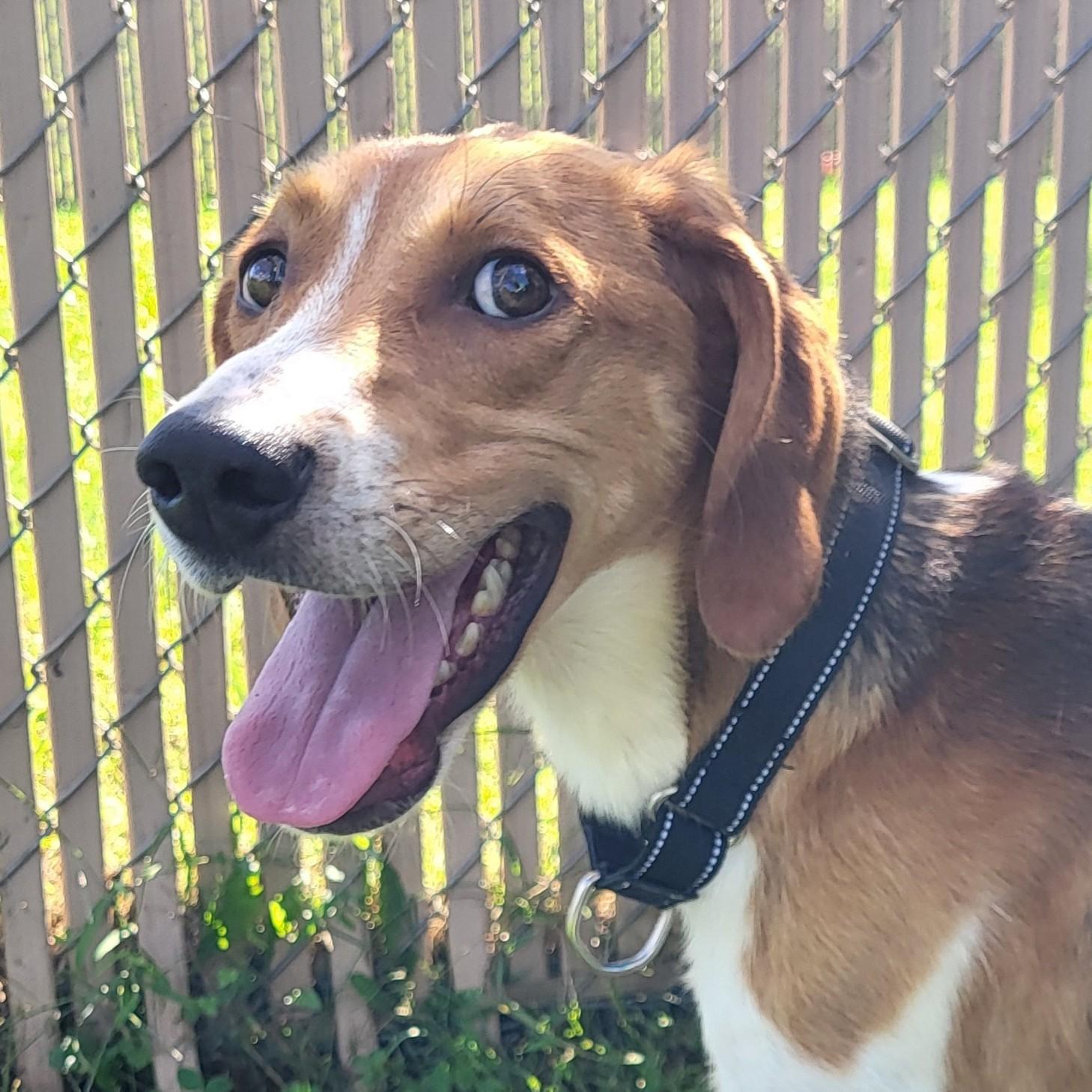 Neptune, Adoptable, Adult Female Foxhound.