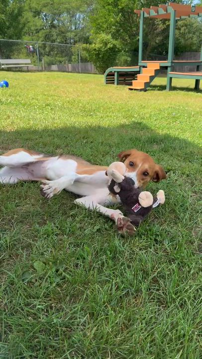 Enlarge Neptune, a Adoptable mixed breed in Grayslake, IL video 5/6
