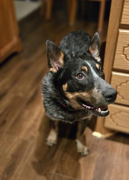 Enlarge Astro-Appointment Required In Foster, a Adoptable Australian Cattle Dog / Blue Heeler in Buffalo, MN image 4/5