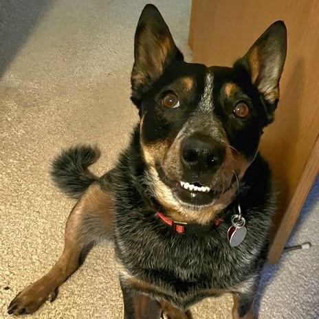 Enlarge Astro-Appointment Required In Foster, a Adoptable Australian Cattle Dog / Blue Heeler in Buffalo, MN image 3/5