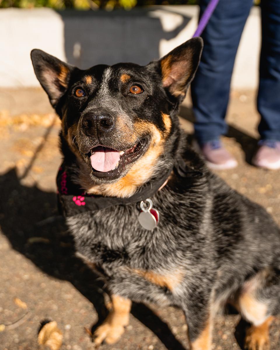 Enlarge Astro-Appointment Required In Foster, a Adoptable Australian Cattle Dog / Blue Heeler in Buffalo, MN image 1/5