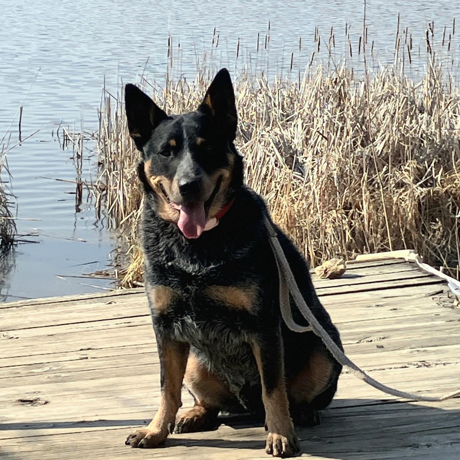 Enlarge Astro-Appointment Required In Foster, a Adoptable Australian Cattle Dog / Blue Heeler in Buffalo, MN image 2/5