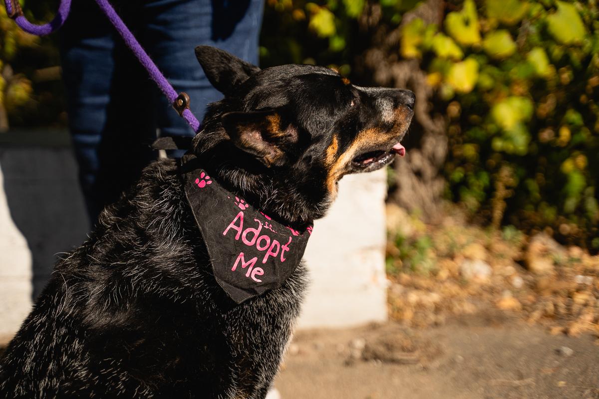 Enlarge Astro-Appointment Required In Foster, a Adoptable Australian Cattle Dog / Blue Heeler in Buffalo, MN image 5/5