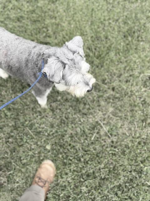 Enlarge Winston, an adopted Schnauzer in Bryan, OH image 4/6