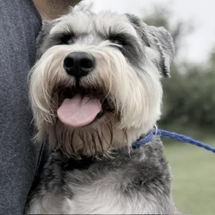 Enlarge Winston, an adopted Schnauzer in Bryan, OH image 6/6