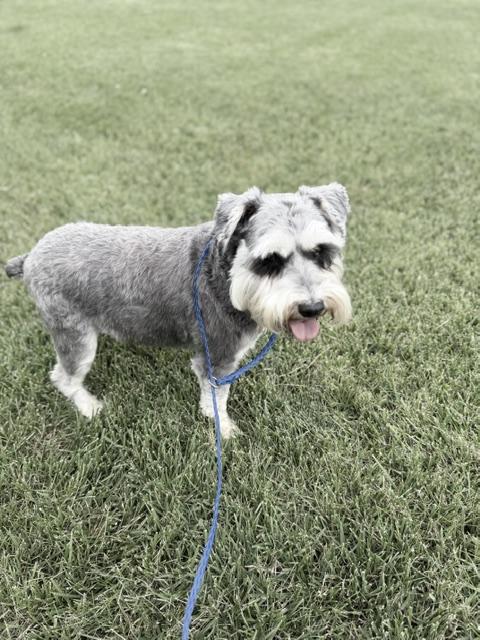 Enlarge Winston, an adopted Schnauzer in Bryan, OH image 2/6