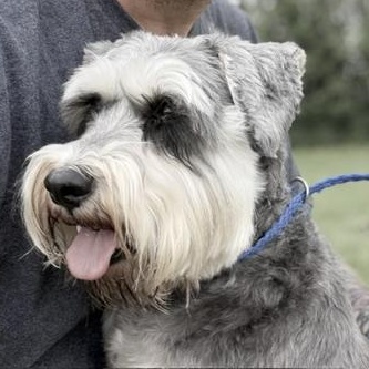 Winston, adopted, Adult Male Schnauzer.