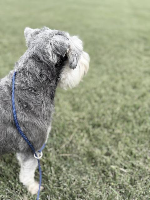 Enlarge Winston, an adopted Schnauzer in Bryan, OH image 5/6