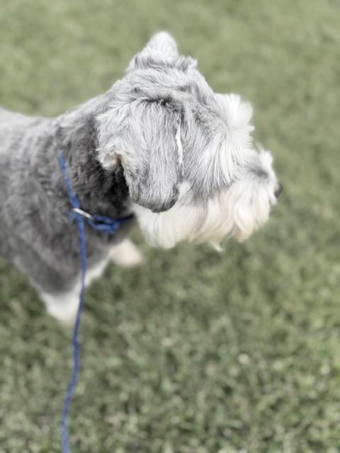 Enlarge Winston, an adopted Schnauzer in Bryan, OH image 3/6