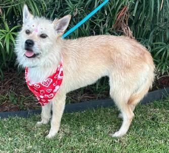 SASHA, ADOPTABLE, Young Female Cairn Terrier.