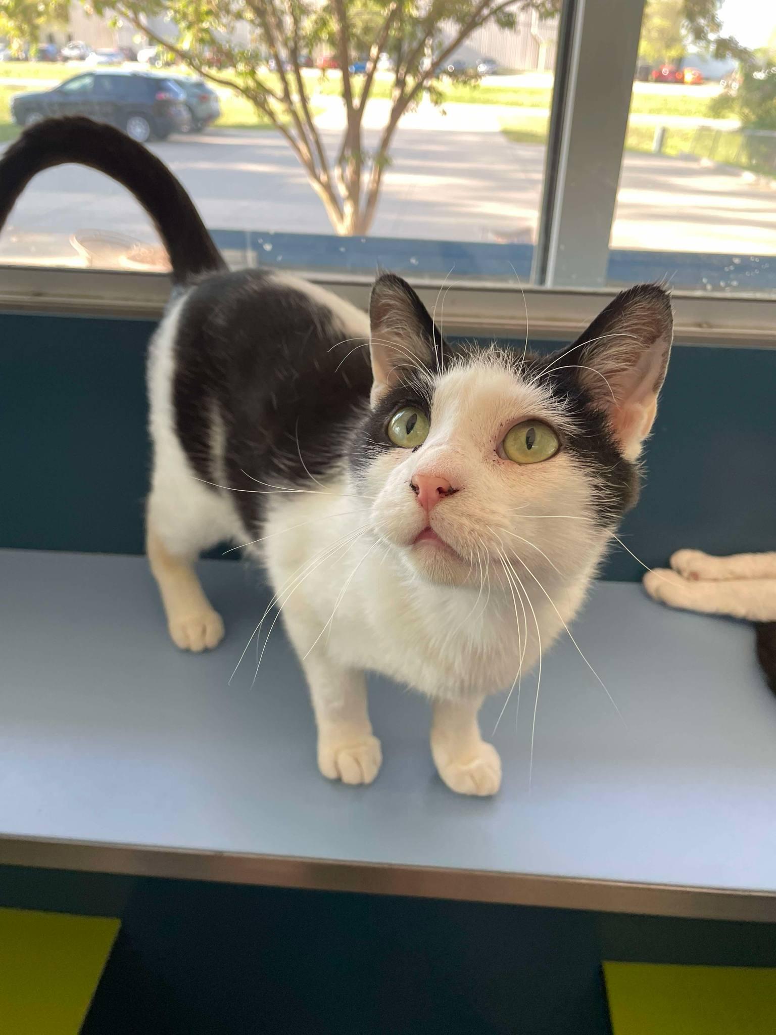 Pinto, Adult Male Domestic Short Hair