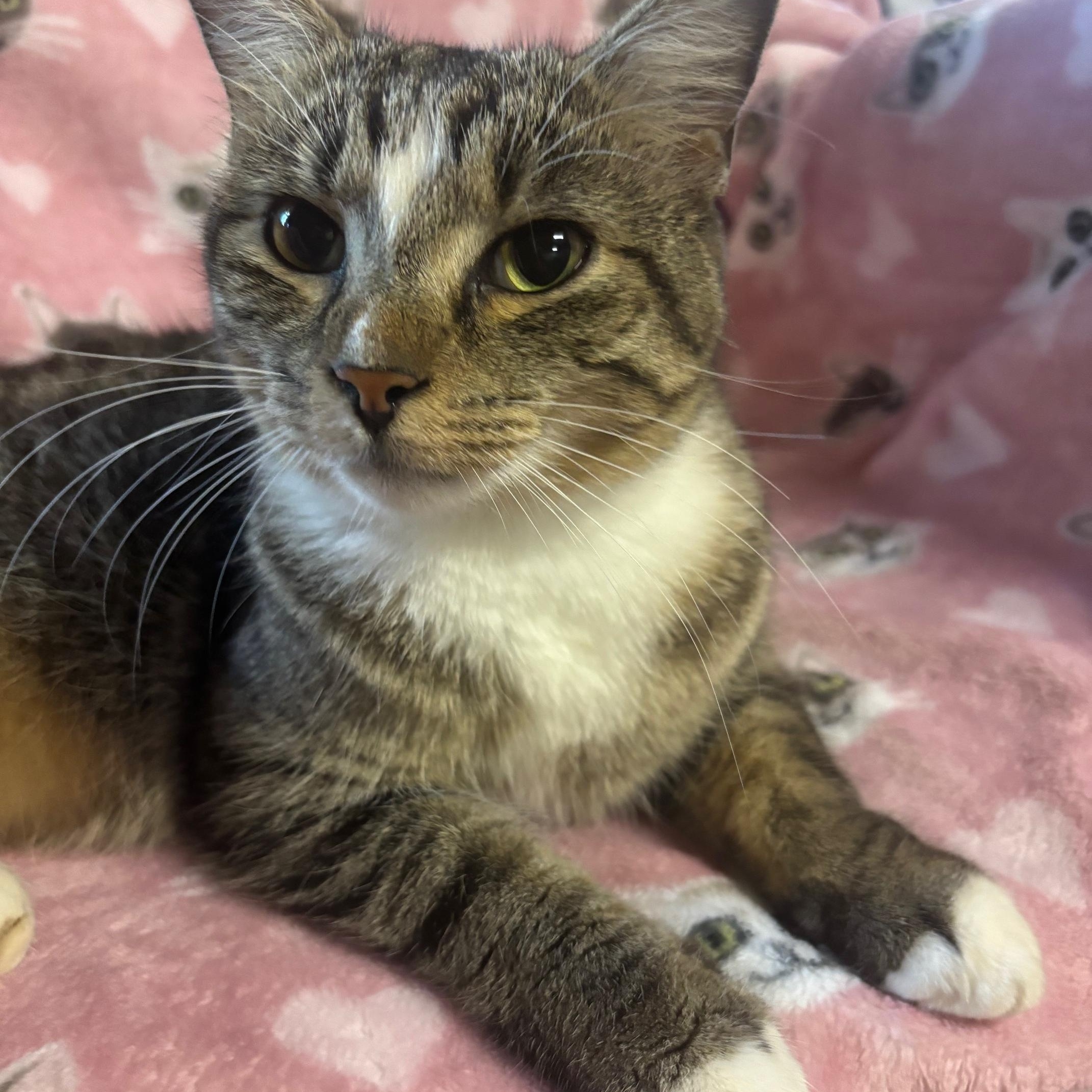Enlarge DAISEY, a Adoptable mixed breed in Watkinsville, GA image 1/2
