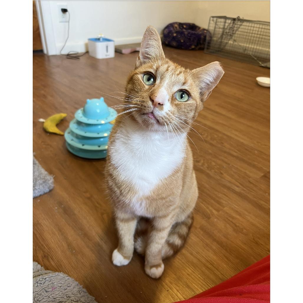 Ferdinand — thumbnail 2