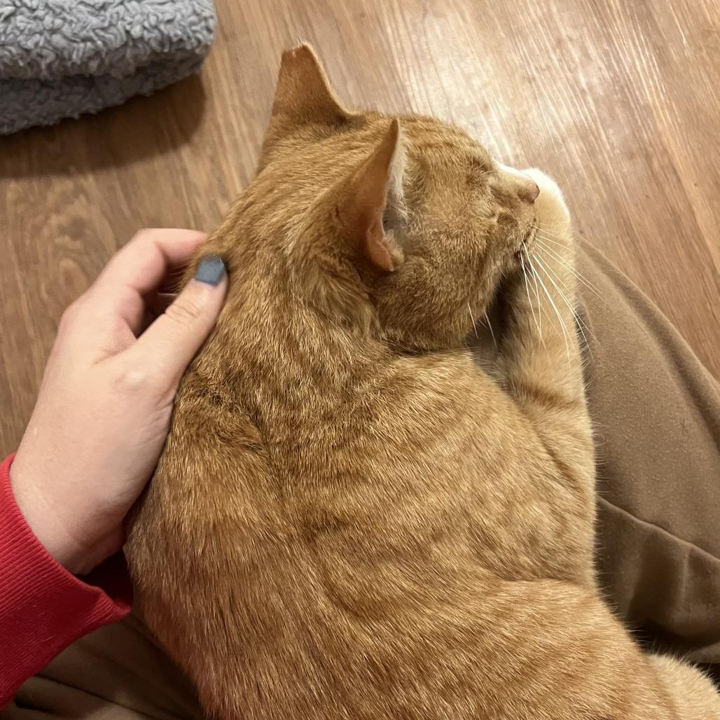 Ferdinand — thumbnail 6