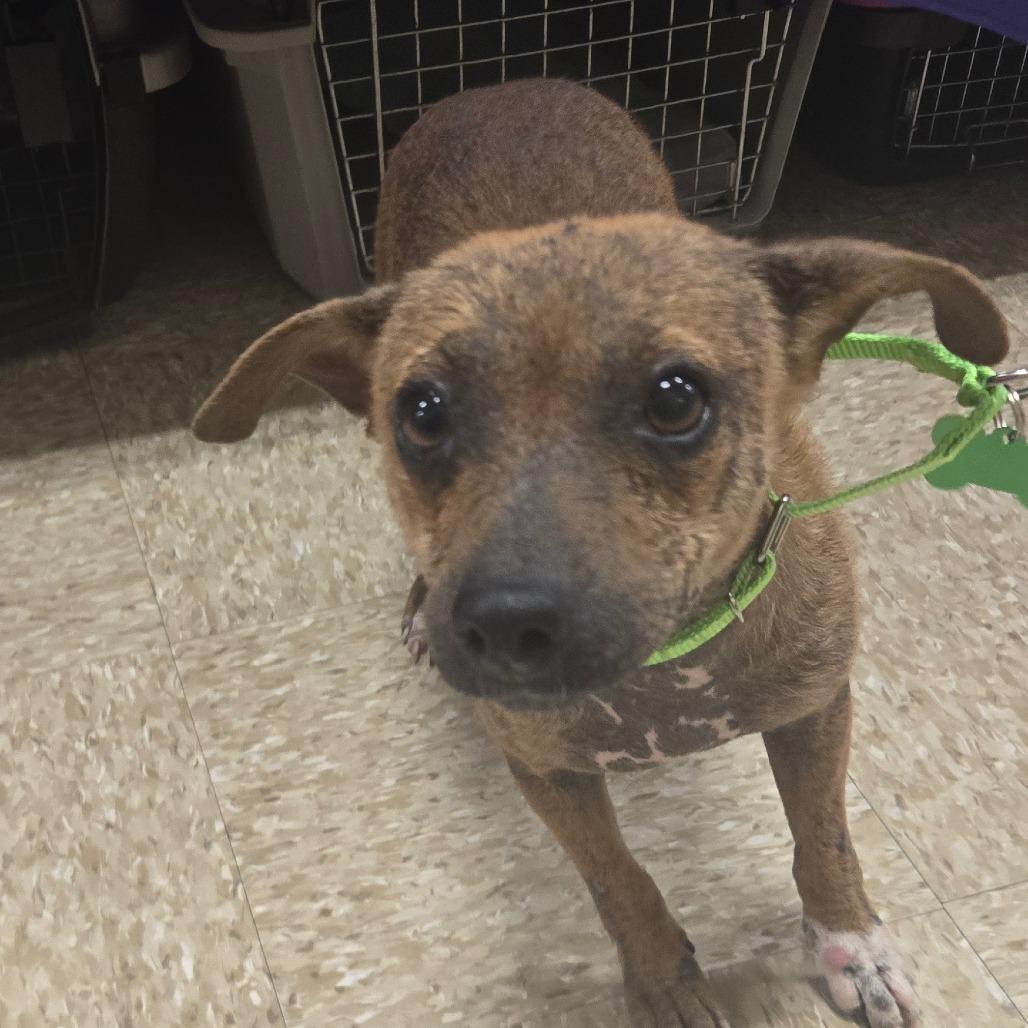 Enlarge Crusty, a Adoptable Chihuahua in Katy, TX image 2/4