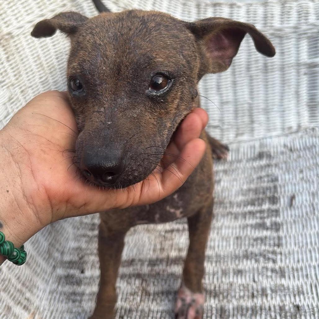 Enlarge Crusty, a Adoptable Chihuahua in Katy, TX image 3/4