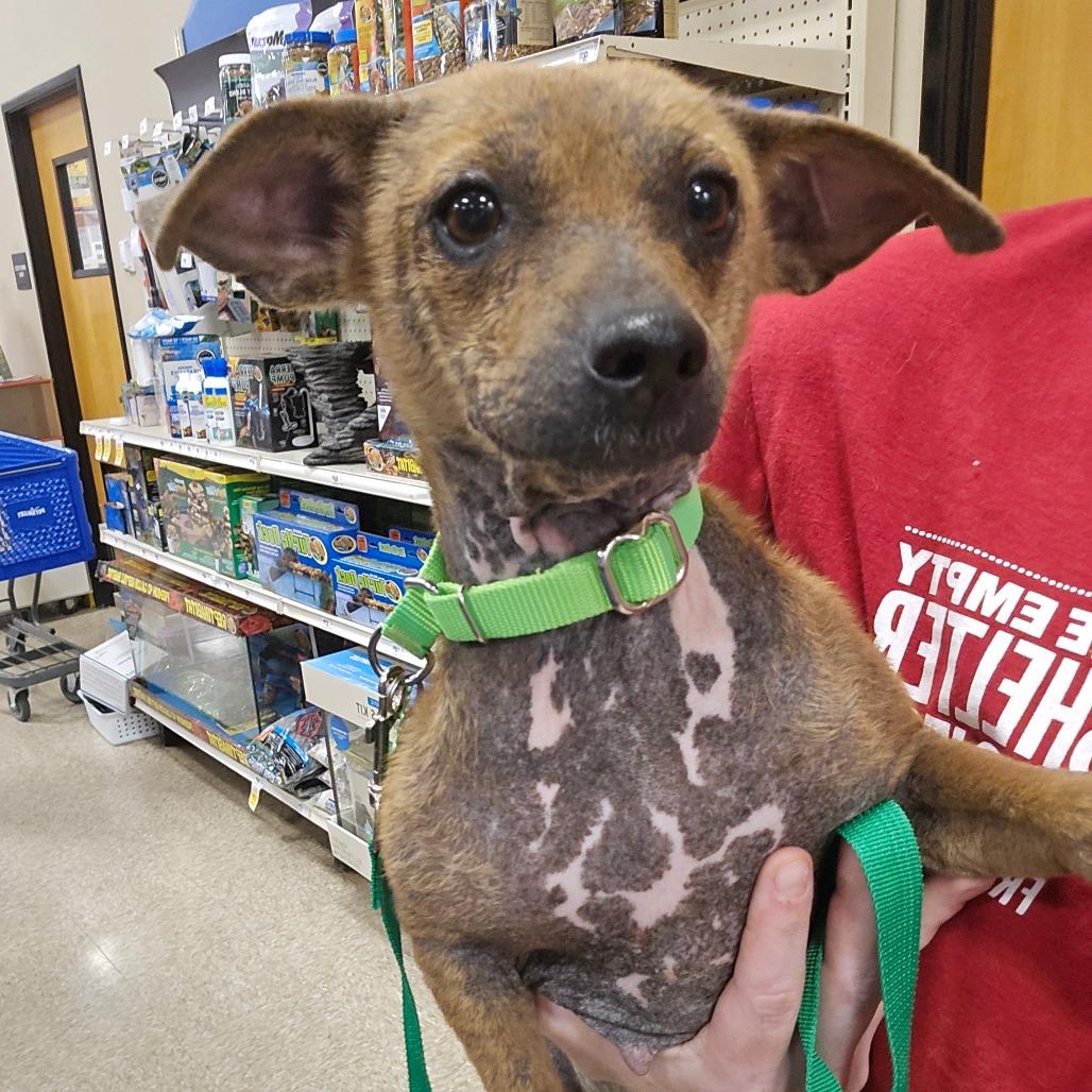 Enlarge Crusty, a Adoptable Chihuahua in Katy, TX image 4/4