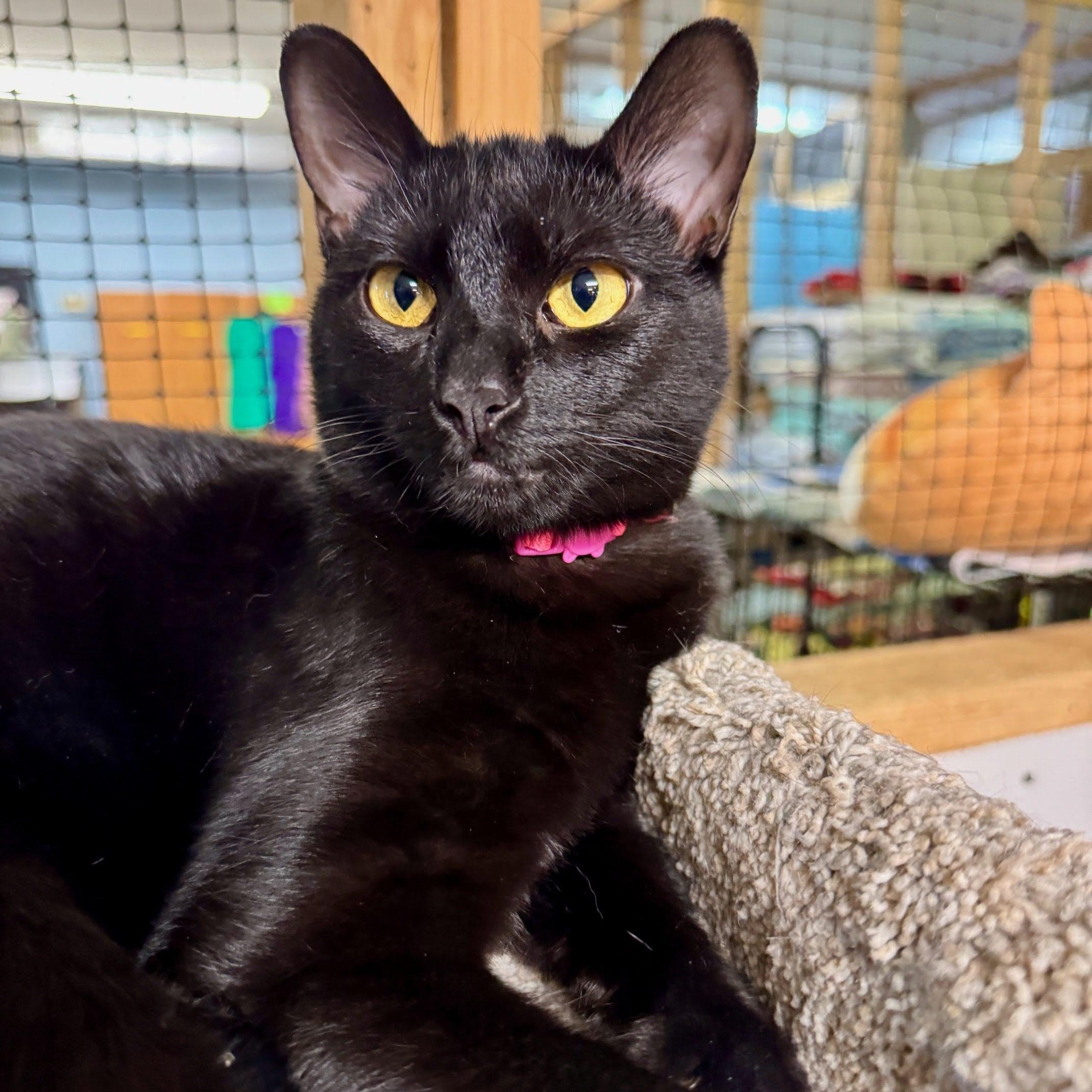 Lulumon, an adoptable mixed breed in Germansville, PA image 1/5
