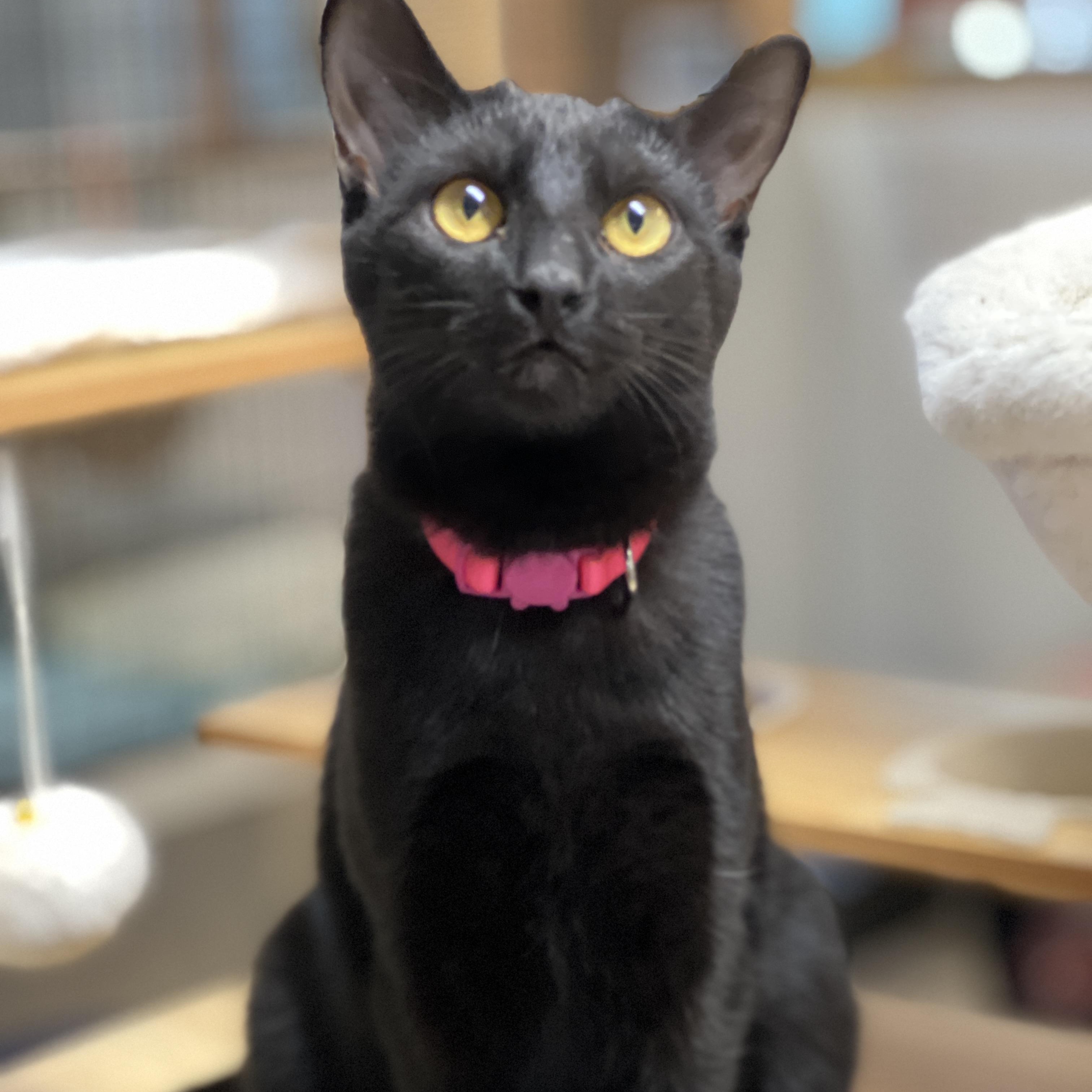 Lulumon, an adoptable mixed breed in Germansville, PA image 4/5