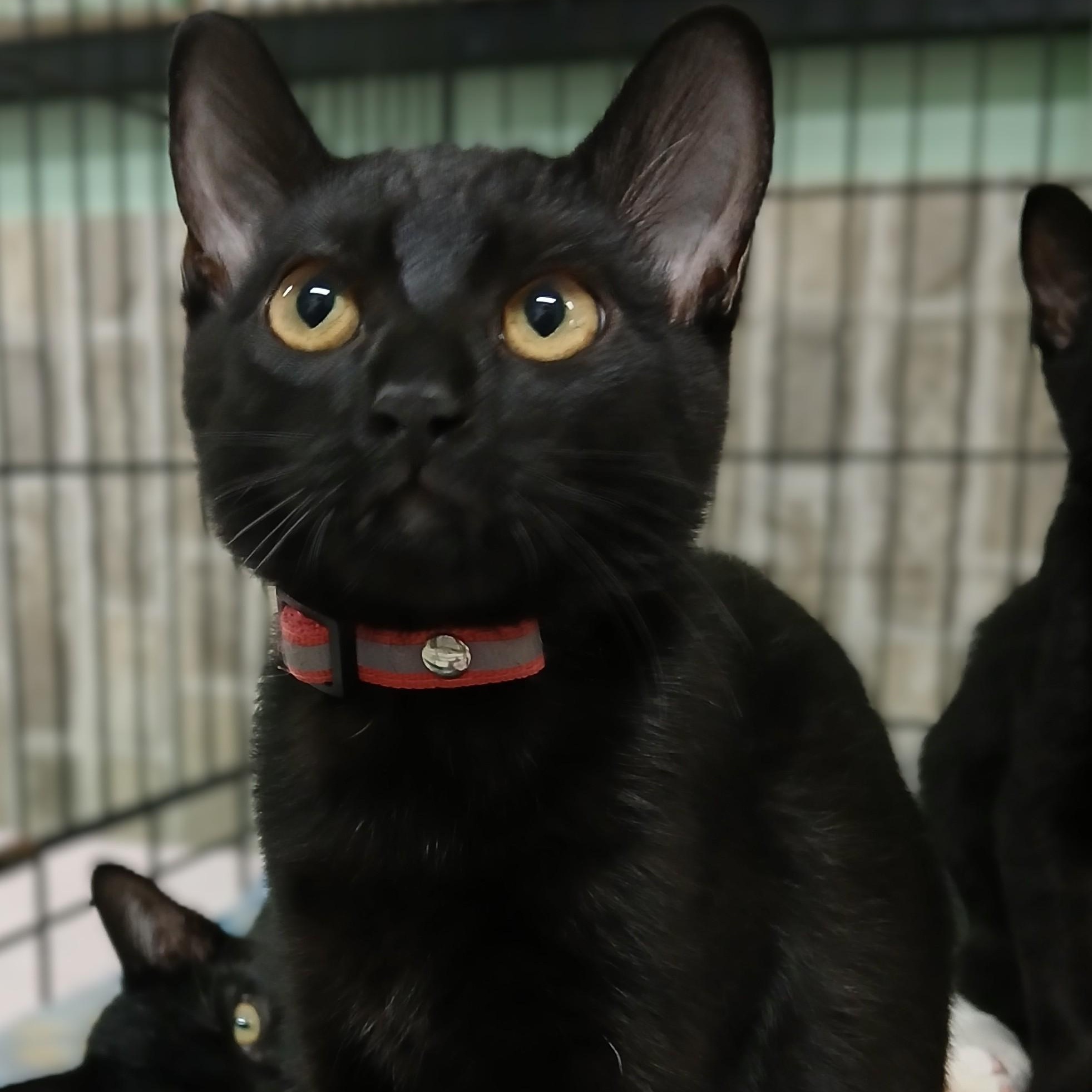 Lulumon, Adoptable, Young Female Domestic Short Hair.