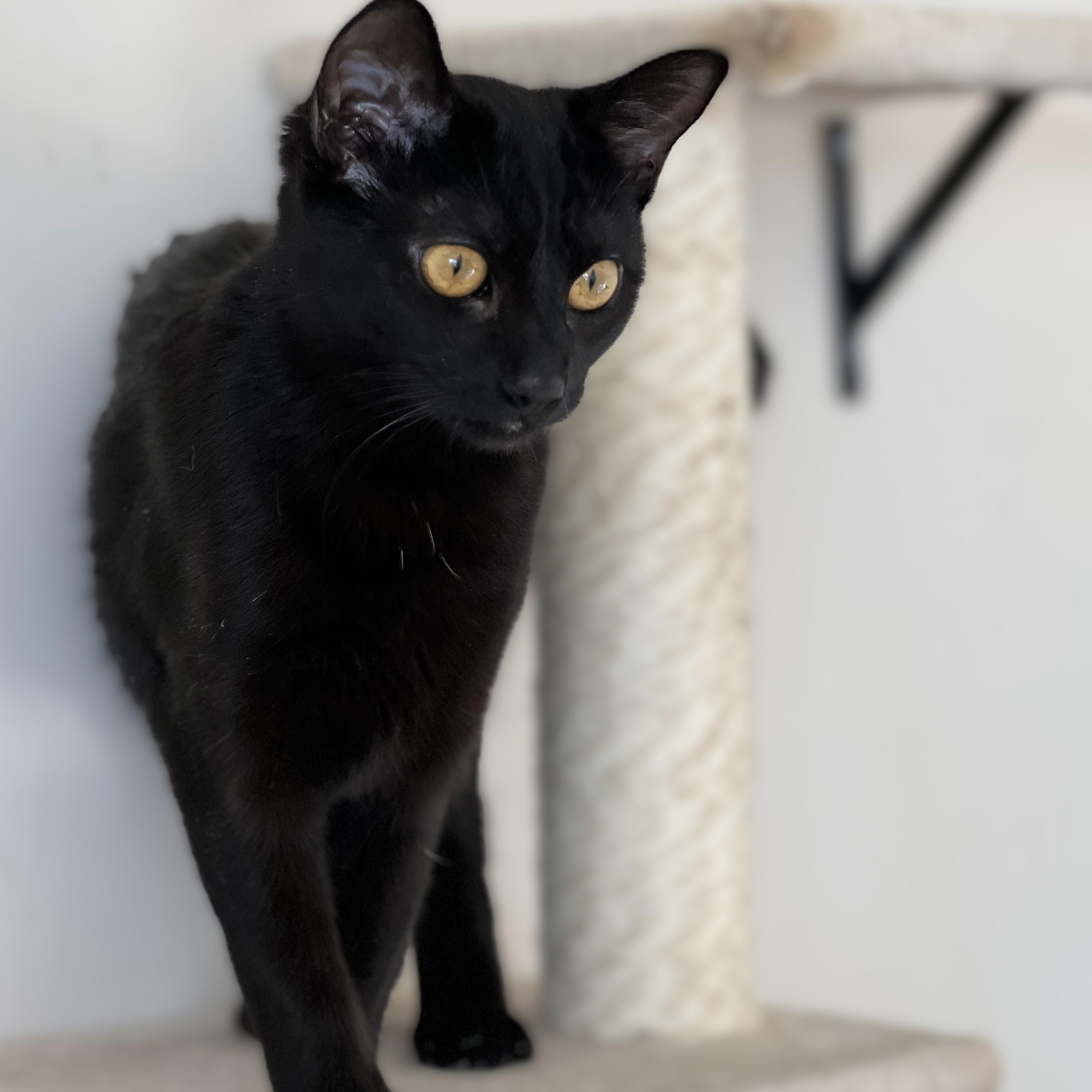 Enlarge Lulumon, a Adoptable mixed breed in Germansville, PA image 3/4