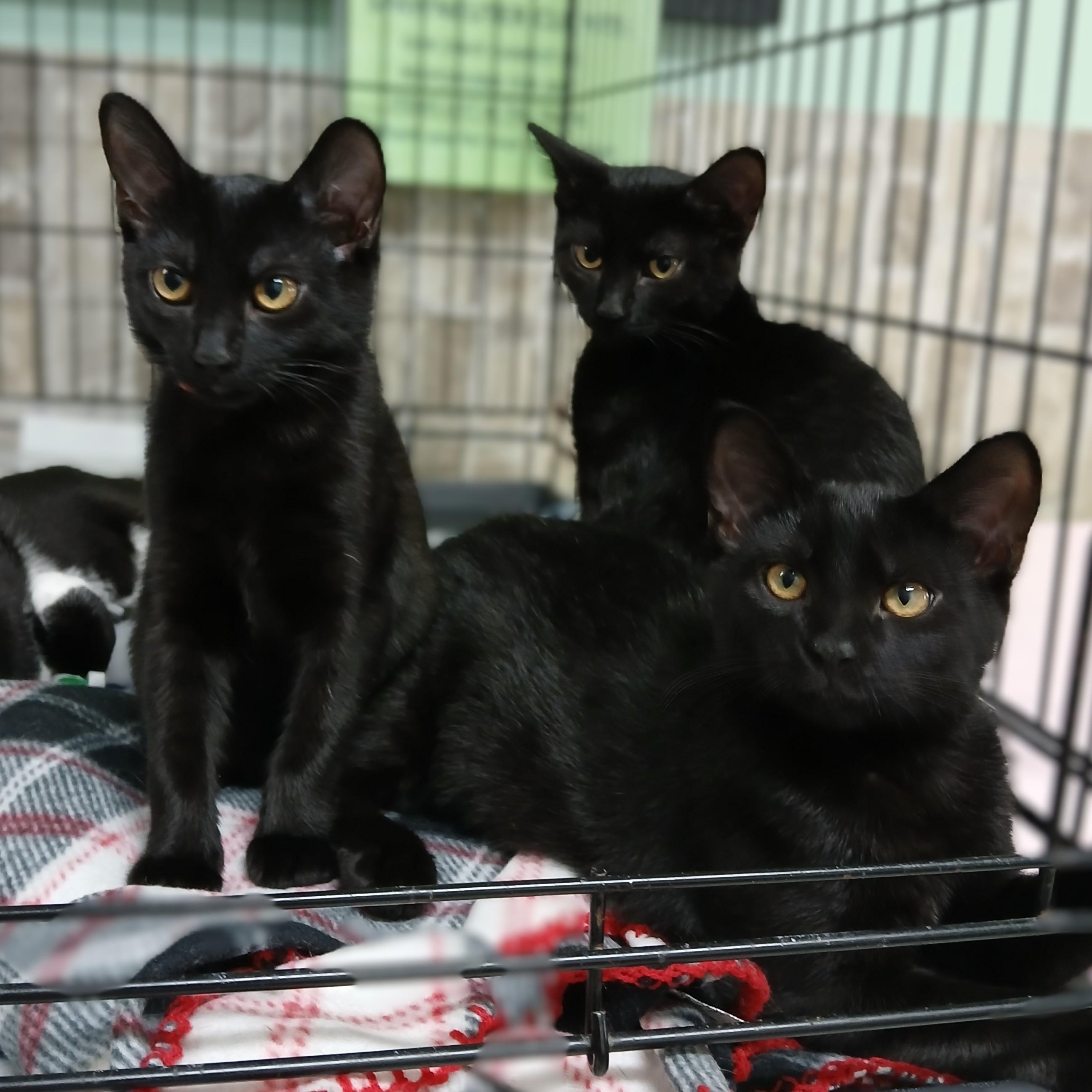 Lulumon, a Adoptable mixed breed in Germansville, PA image 2/2