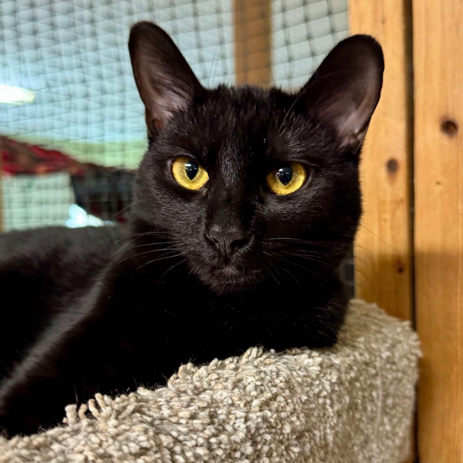 Lulumon, an adoptable mixed breed in Germansville, PA image 2/5