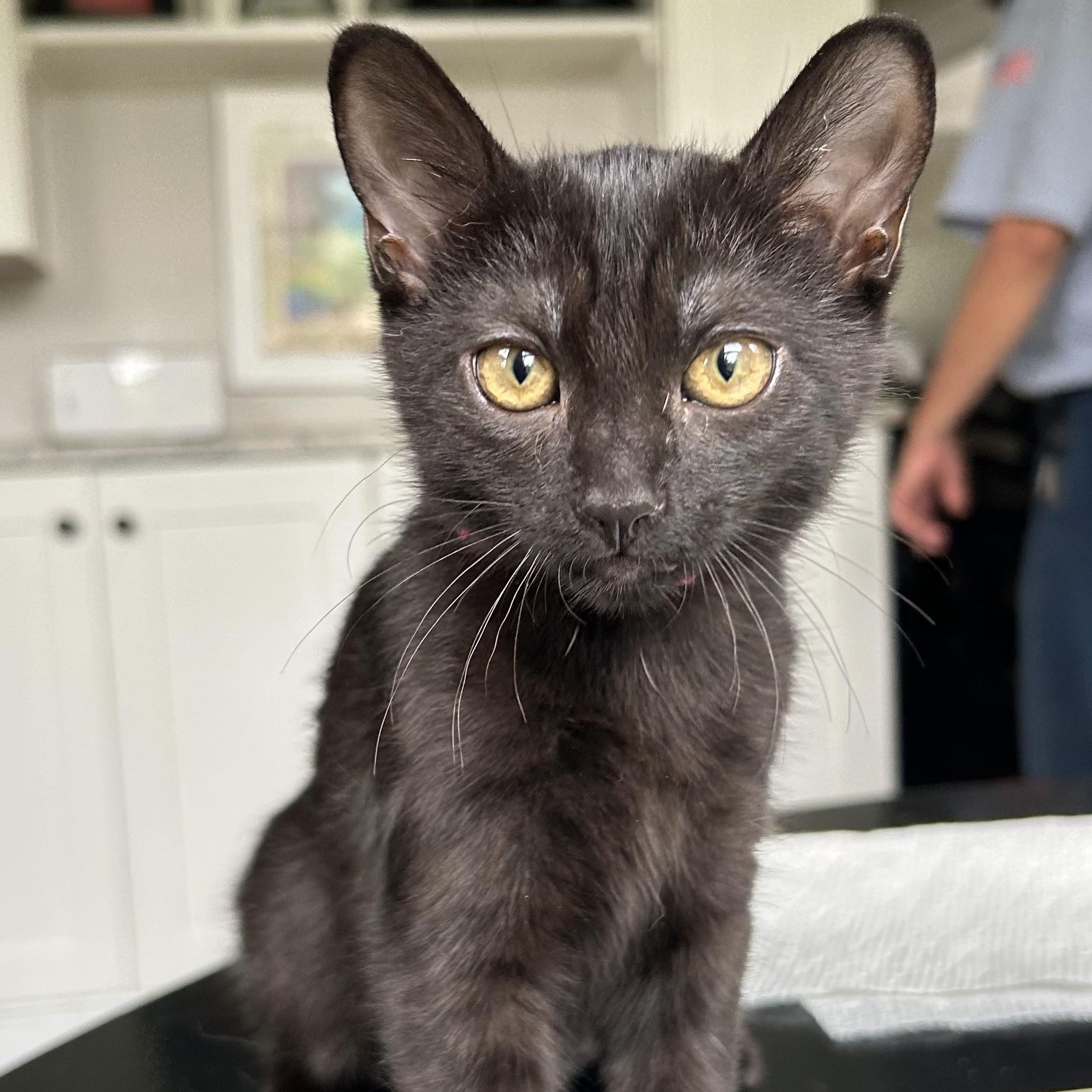 Lulu