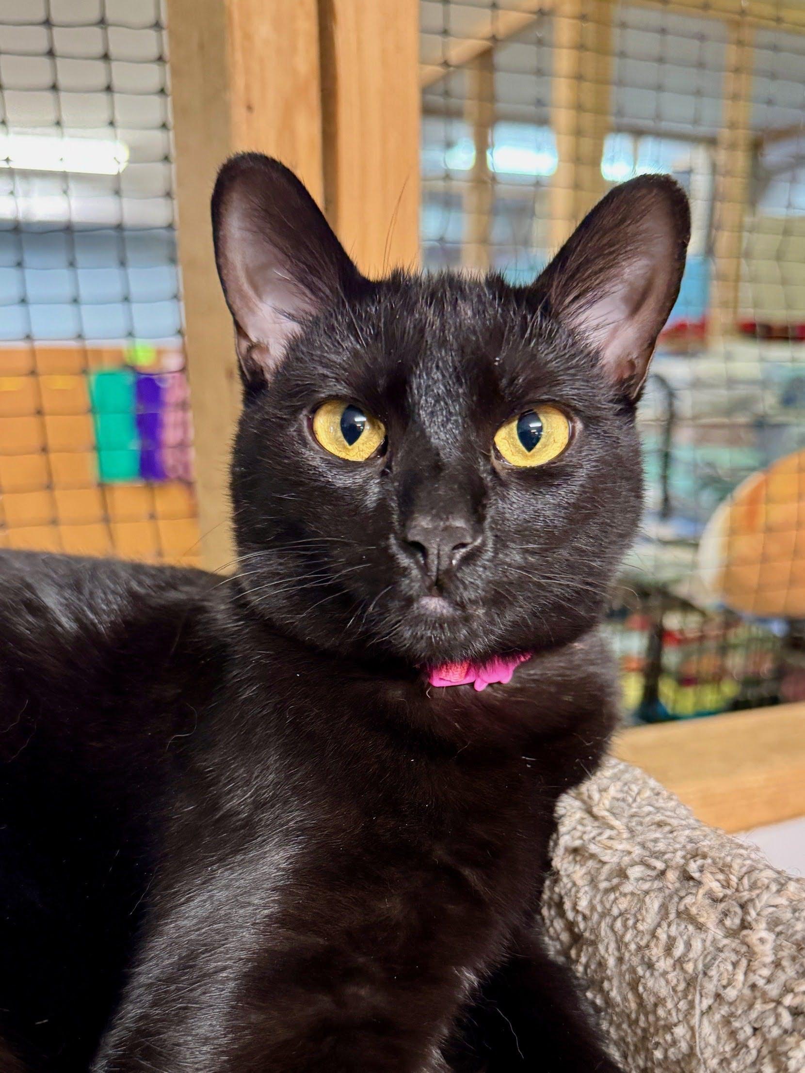 Lulumon, an adoptable mixed breed in Germansville, PA image 5/5