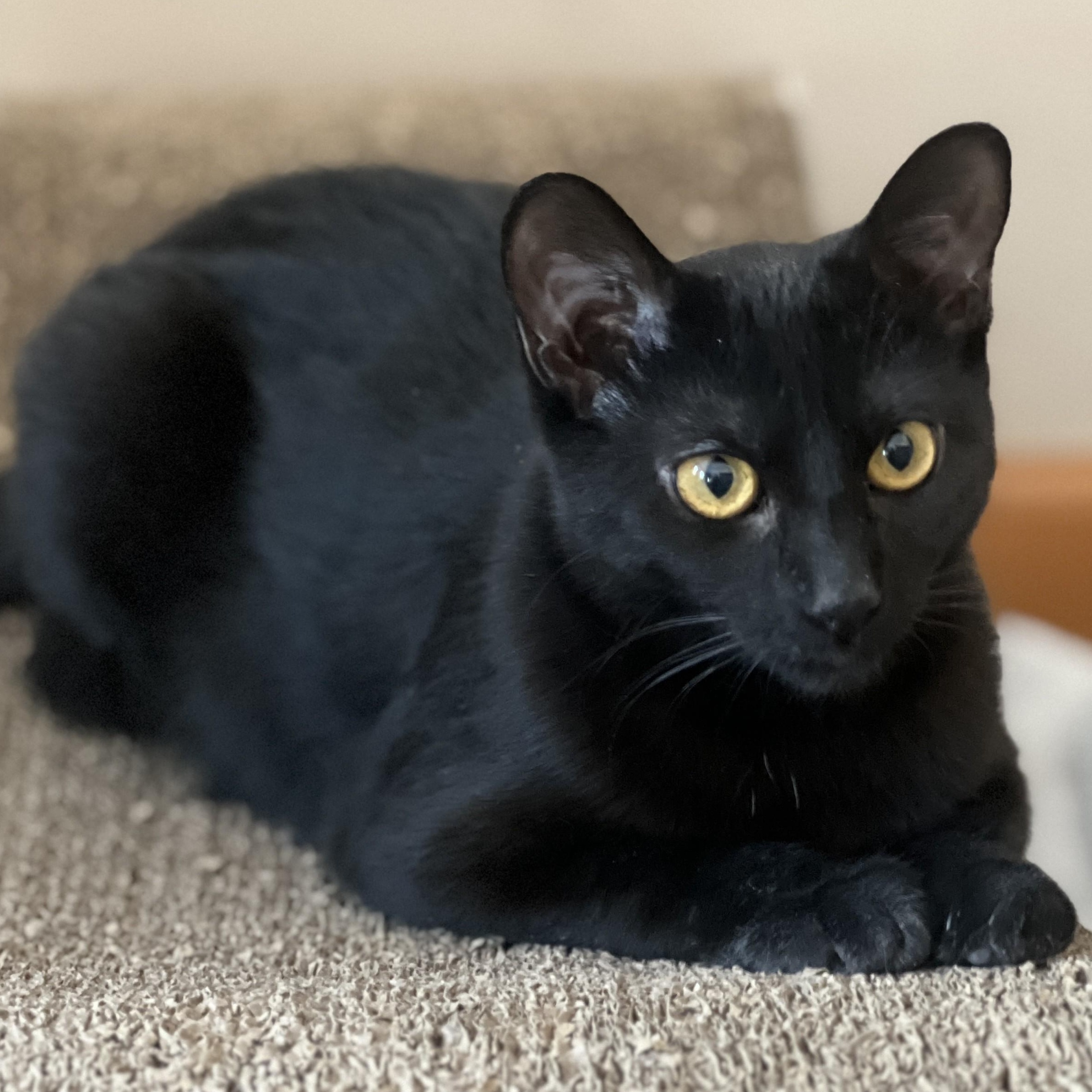 Enlarge Lulumon, a Adoptable mixed breed in Germansville, PA image 1/4