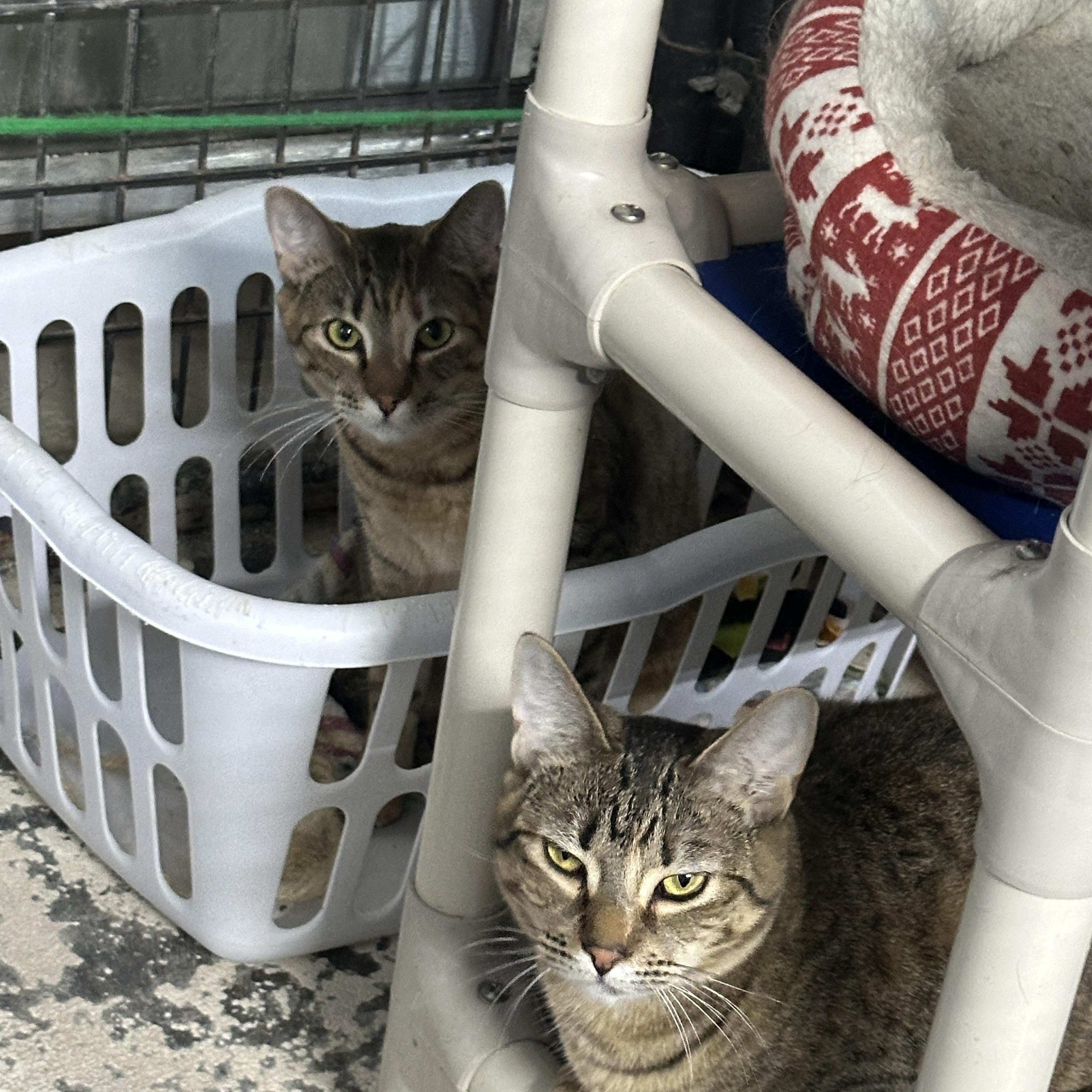 Twirl and Swirl, ADOPTABLE, Adult Female Domestic Medium Hair.