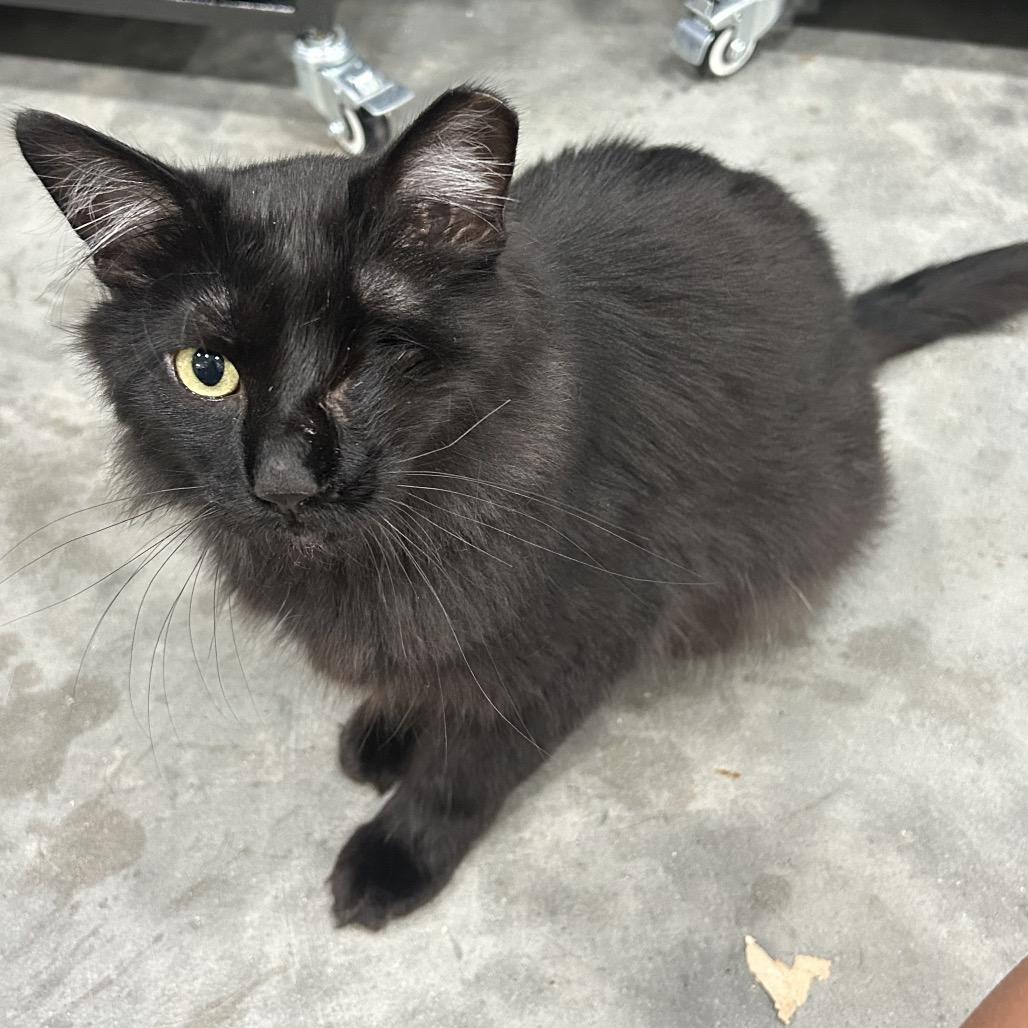 Ozzy, Adoptable, Adult Male Domestic Long Hair & Domestic Short Hair.