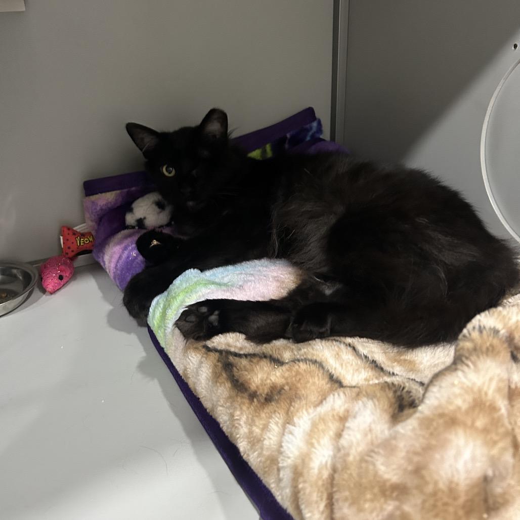 Enlarge Ozzy, a Adoptable mixed breed in Bismarck, ND image 2/6