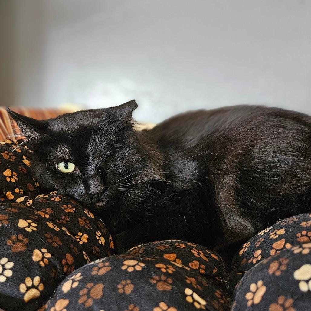 Enlarge Ozzy, a Adoptable mixed breed in Bismarck, ND image 3/6