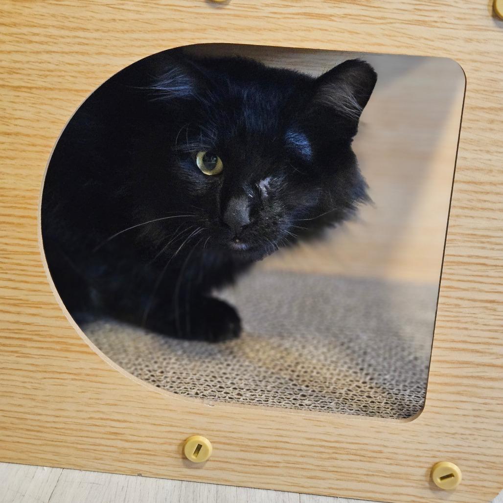 Enlarge Ozzy, a Adoptable mixed breed in Bismarck, ND image 4/6