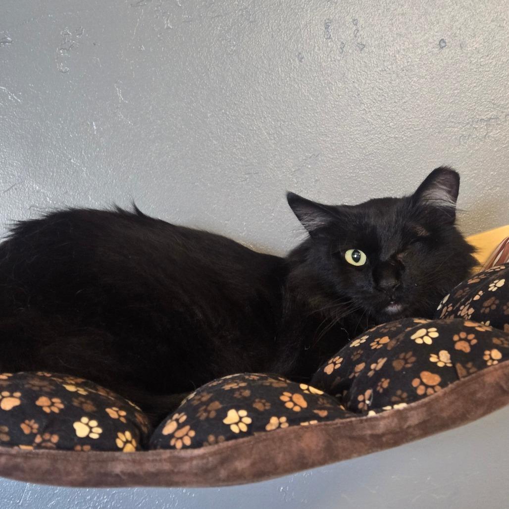 Enlarge Ozzy, a Adoptable mixed breed in Bismarck, ND image 6/6