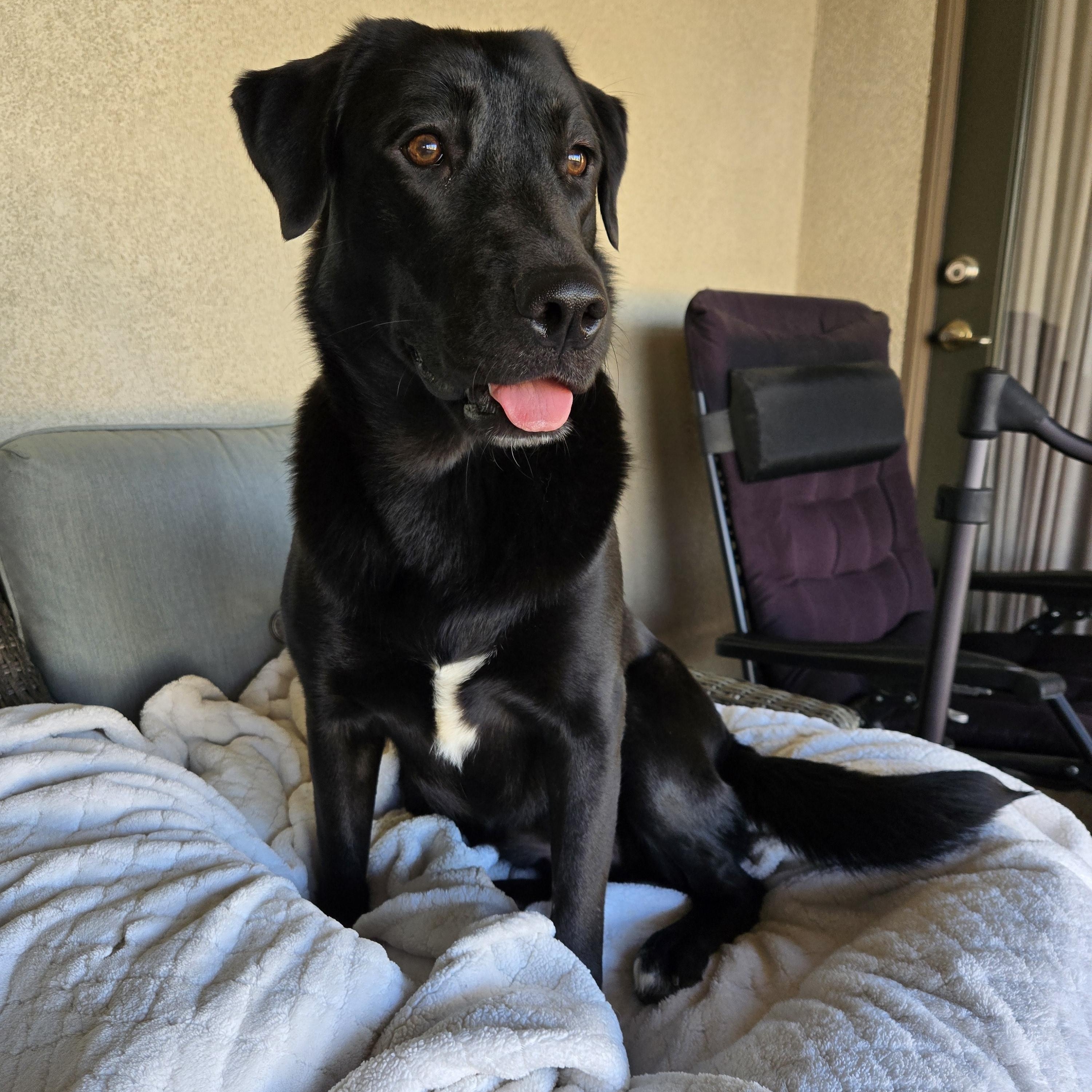 Enlarge Sally , a Adoptable mixed breed in Palm Desert, CA image 6/6